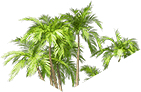palm-tree